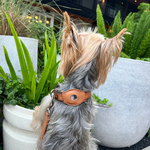 dog wearing a leather collar with matching AirTag holder