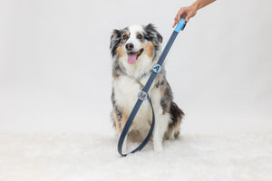 Dog wearing blue leather dog collar with personalized letter pins