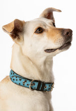 Load image into Gallery viewer, Calf Hair Dog Collar - Black Stars