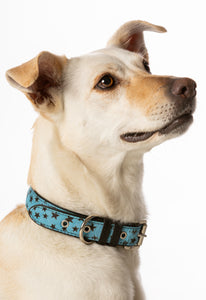 Calf Hair Dog Collar - Black Stars