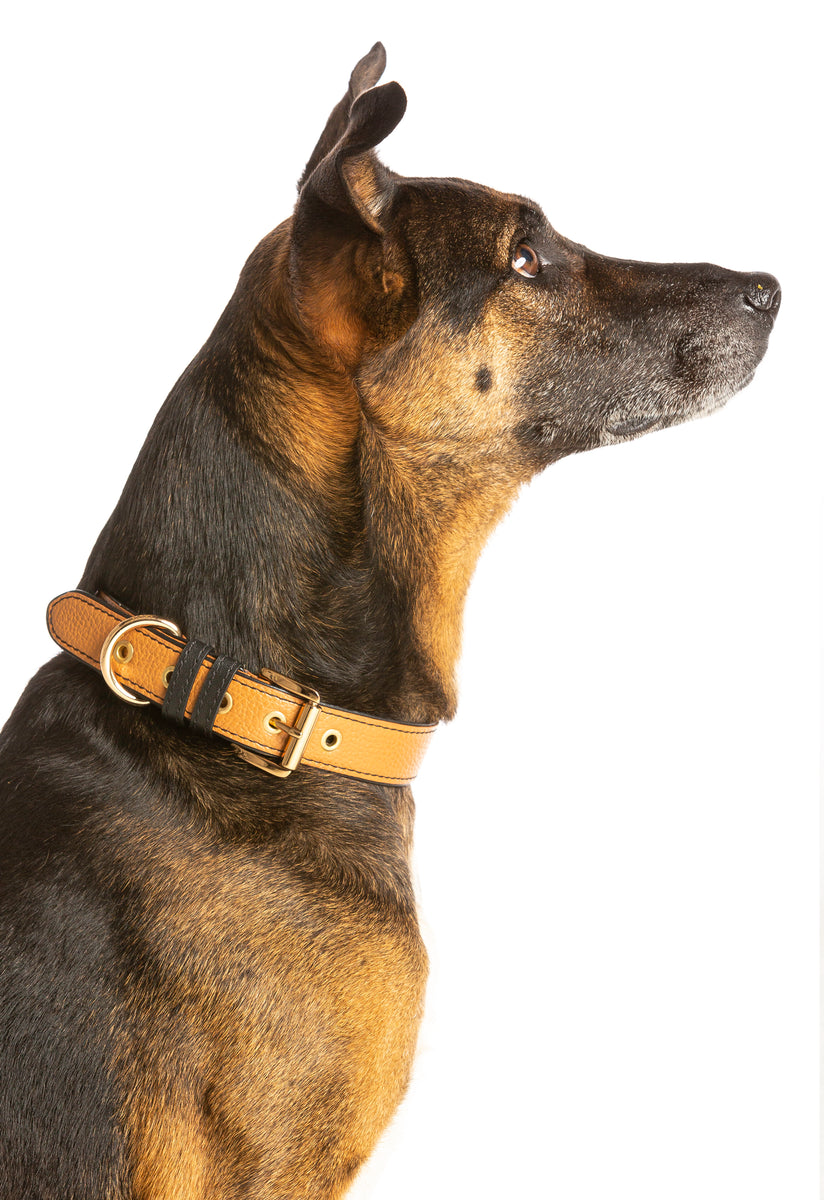 Signature dog collar - Brown Leather – Strapets